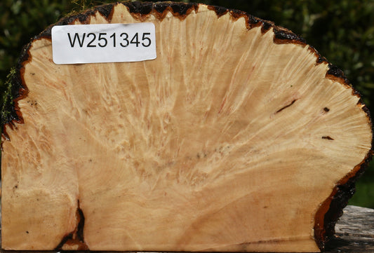 Maple Burl Live Edge Turning Blank