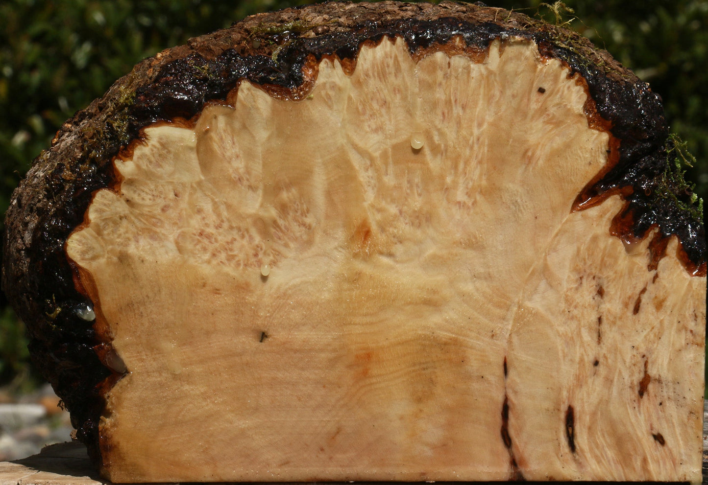 Maple Burl Live Edge Turning Blank