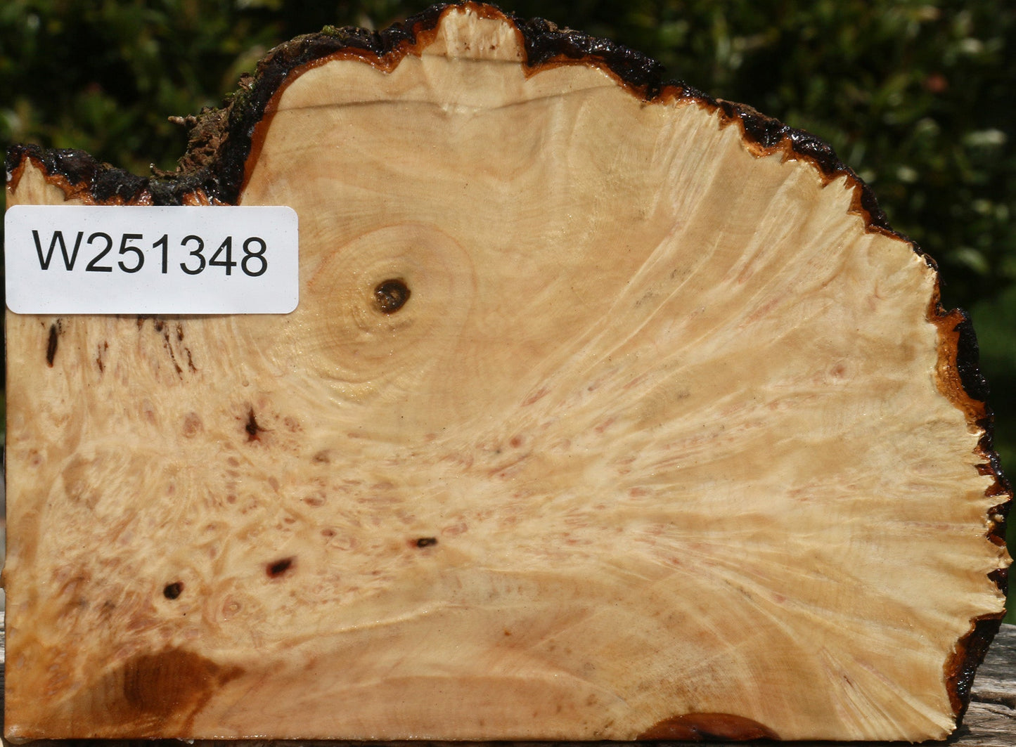 Maple Burl Live Edge Turning Blank