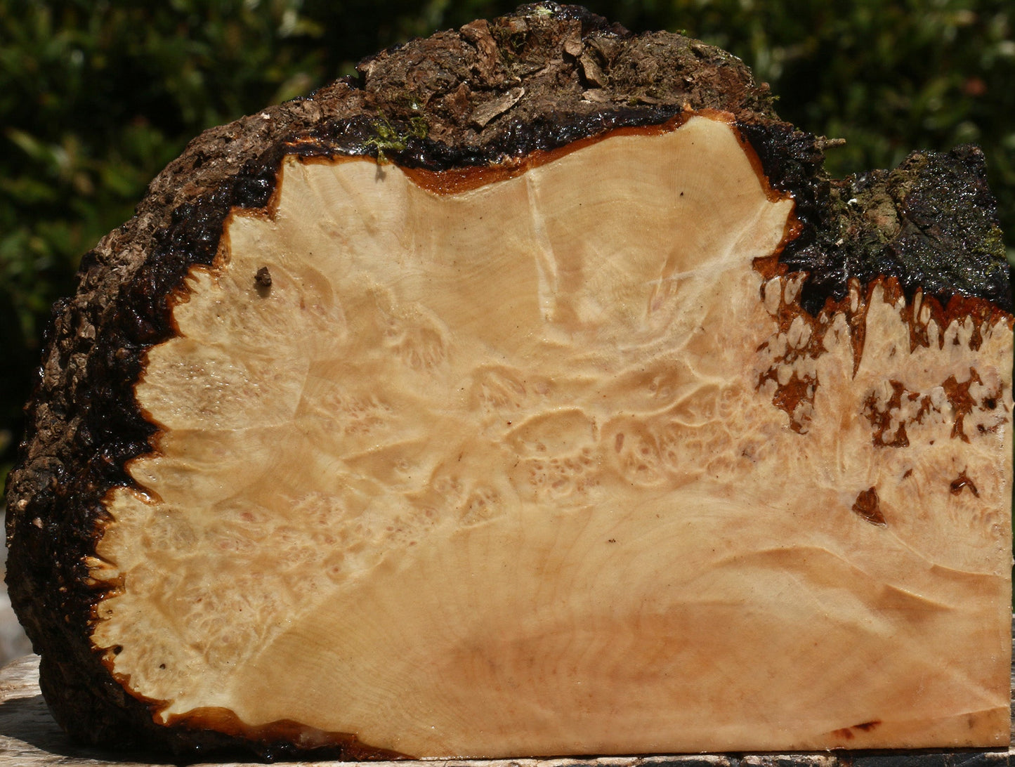 Maple Burl Live Edge Turning Blank