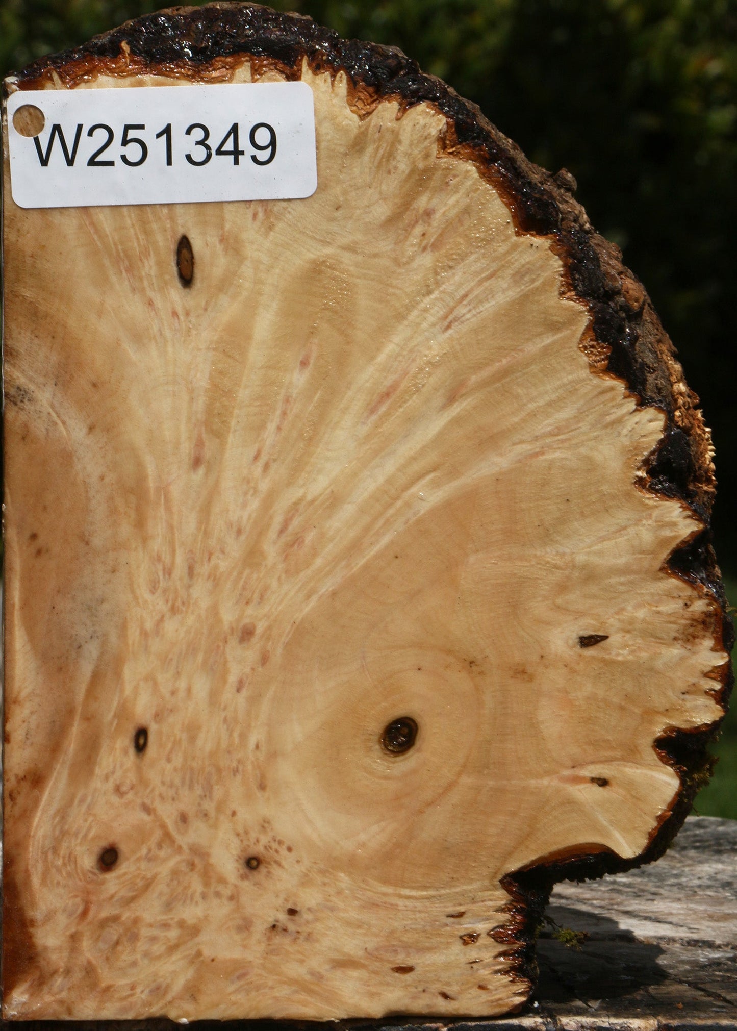 Maple Burl Live Edge Turning Blank