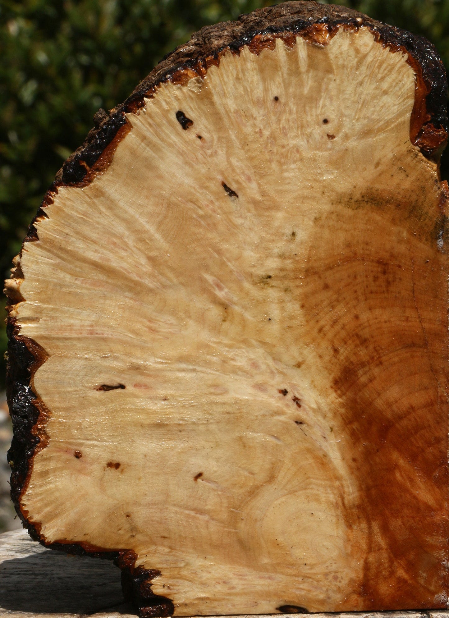 Maple Burl Live Edge Turning Blank