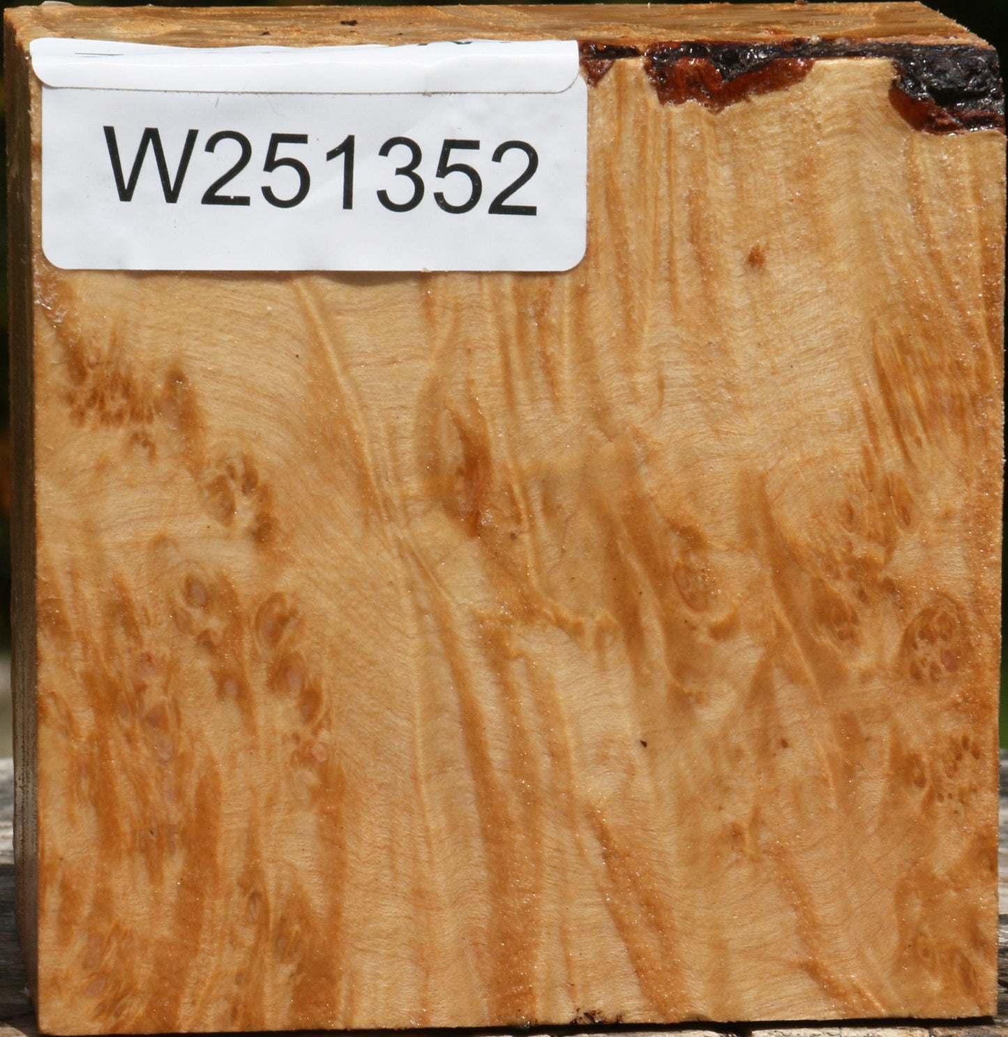 Maple Burl Bowl Blank