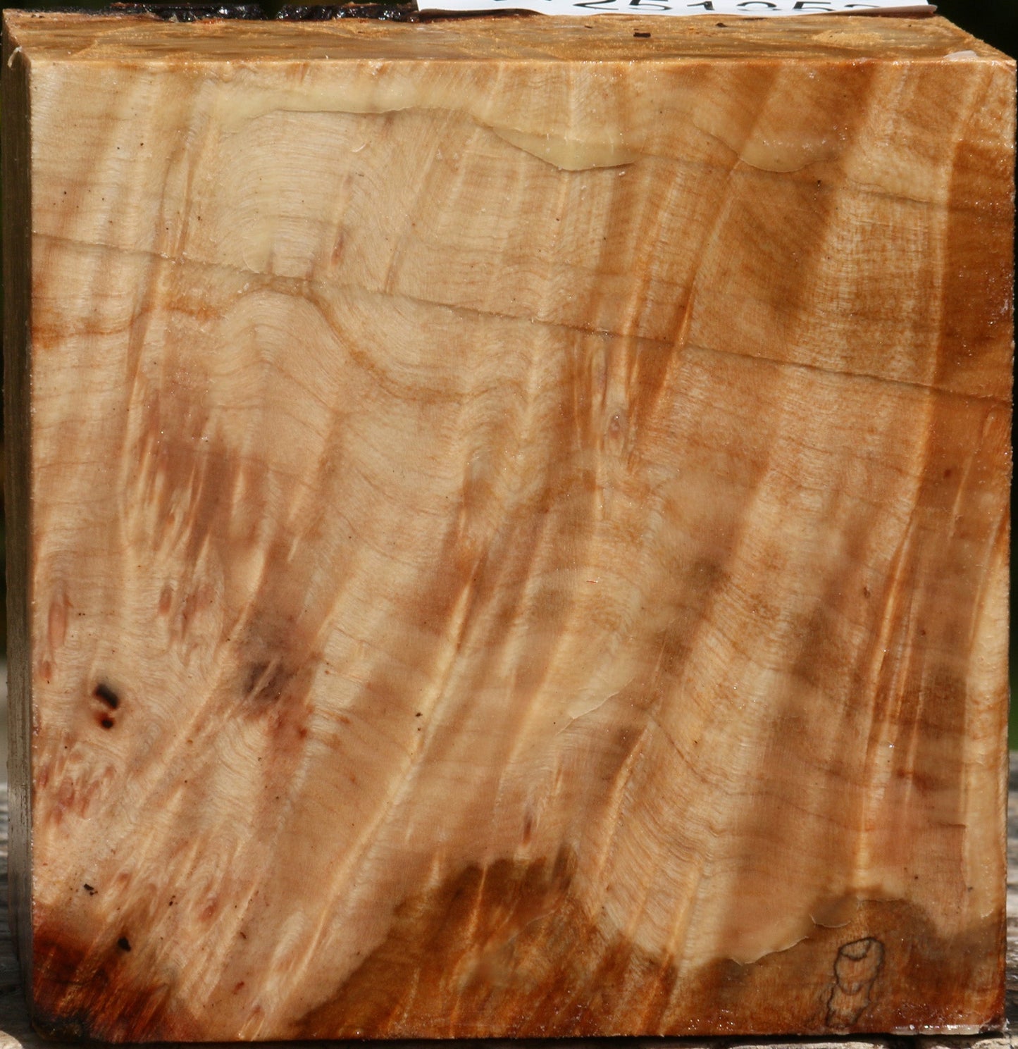 Maple Burl Bowl Blank
