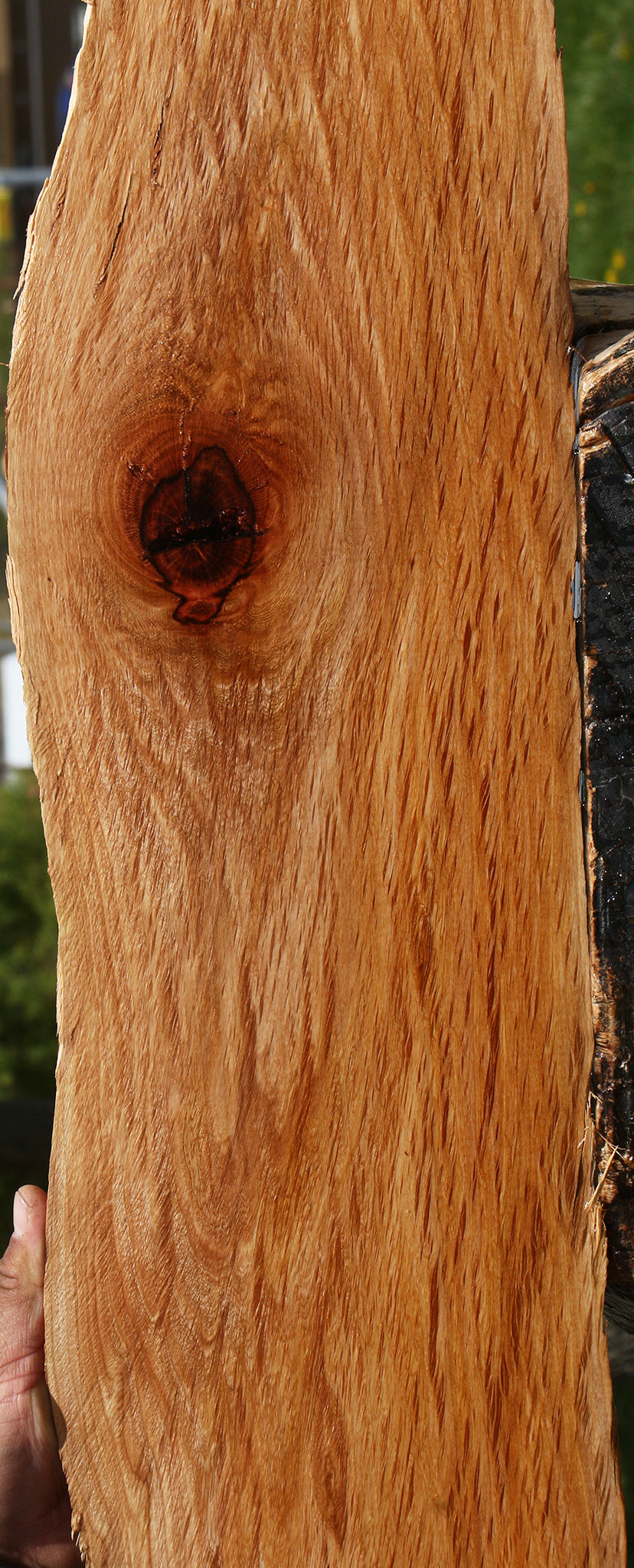 Figured Rustic Beefwood Live Edge Lumber