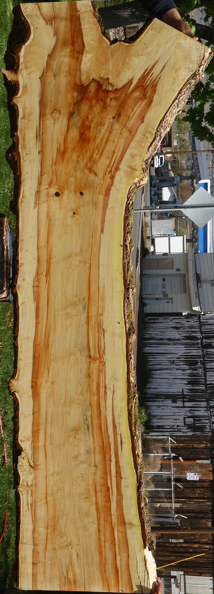 Box Elder Live Edge Slab