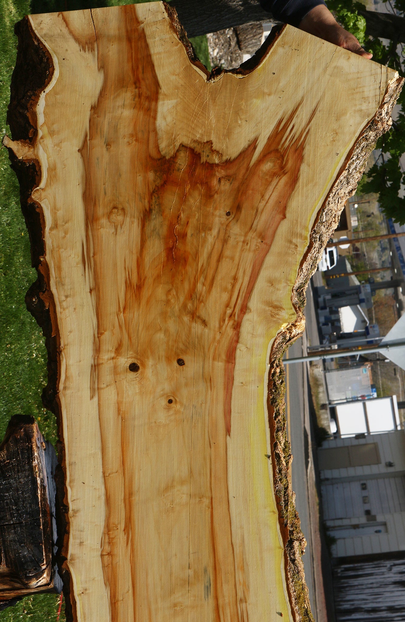 Box Elder Live Edge Slab