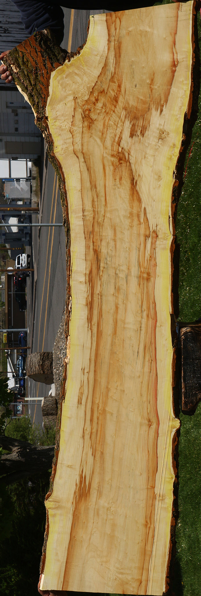 Figured Box Elder Live Edge Slab