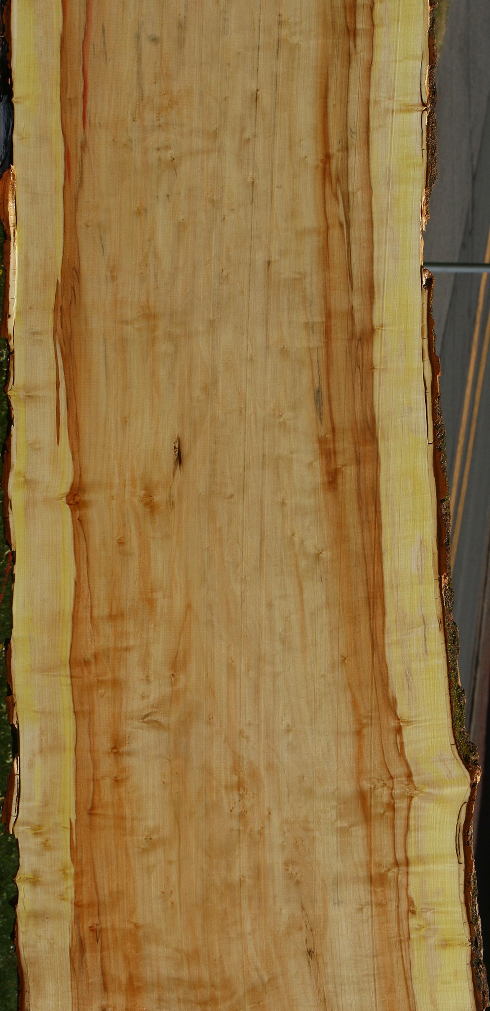 Figured Box Elder Live Edge Slab