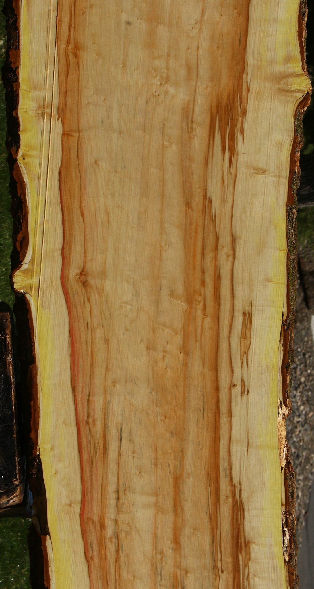 Figured Box Elder Live Edge Slab