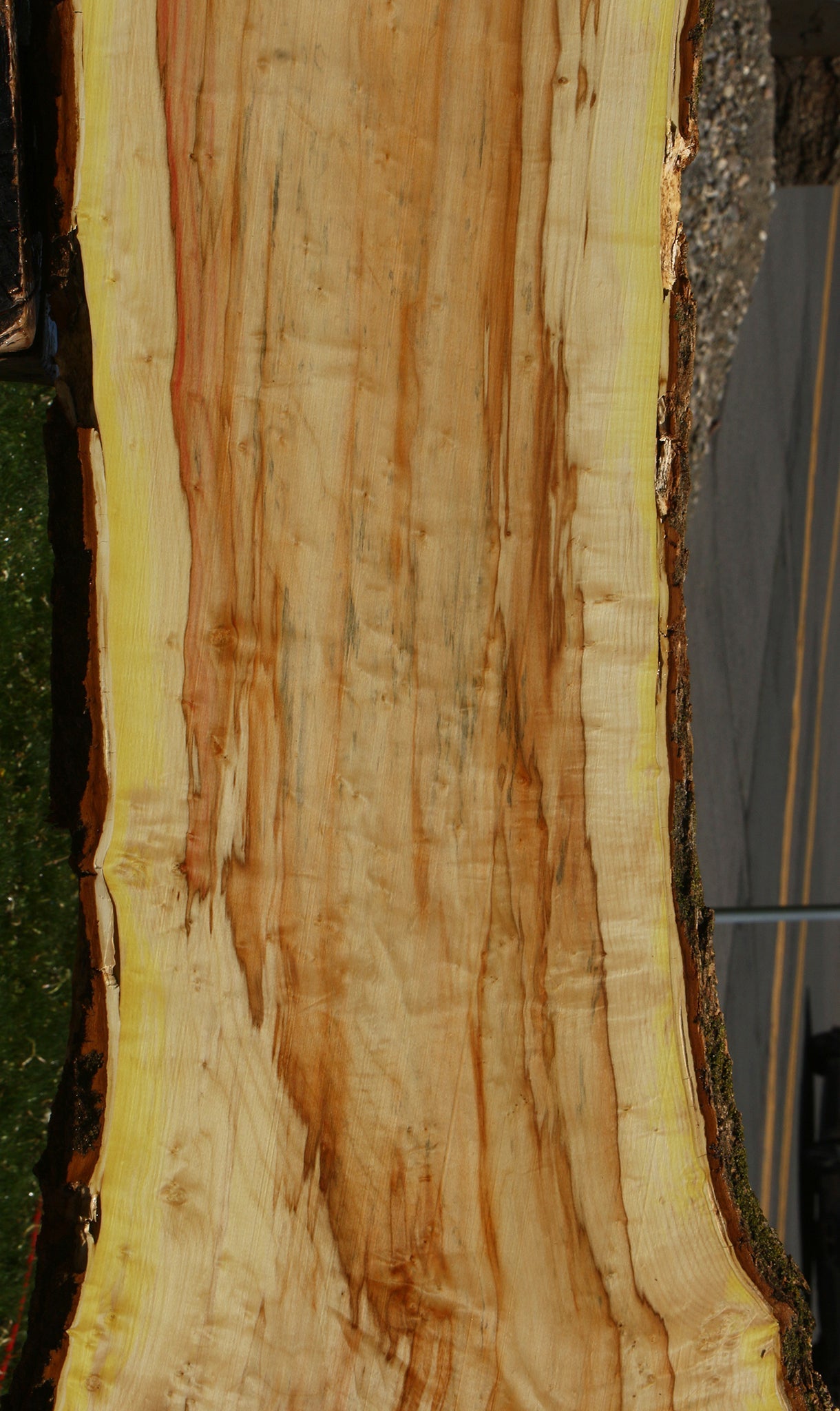 Figured Box Elder Live Edge Slab