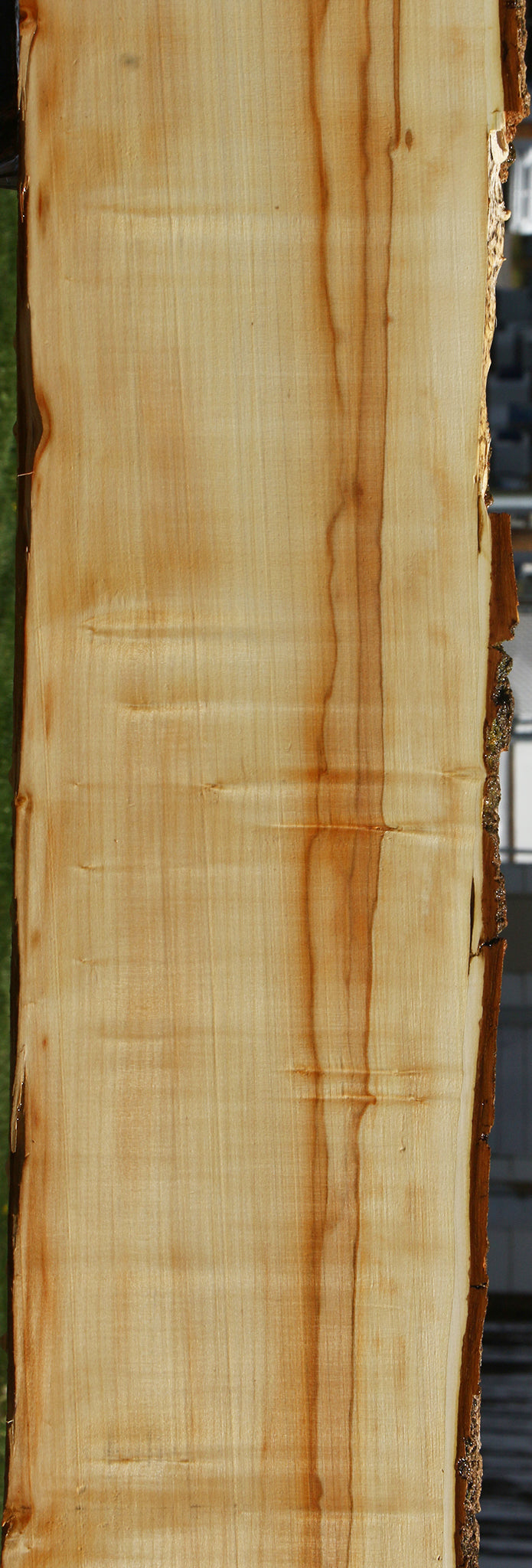 Box Elder Live Edge Slab (Free Shipping Excluded)
