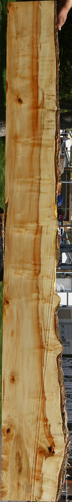 Box Elder Live Edge Slab (Free Shipping Excluded)