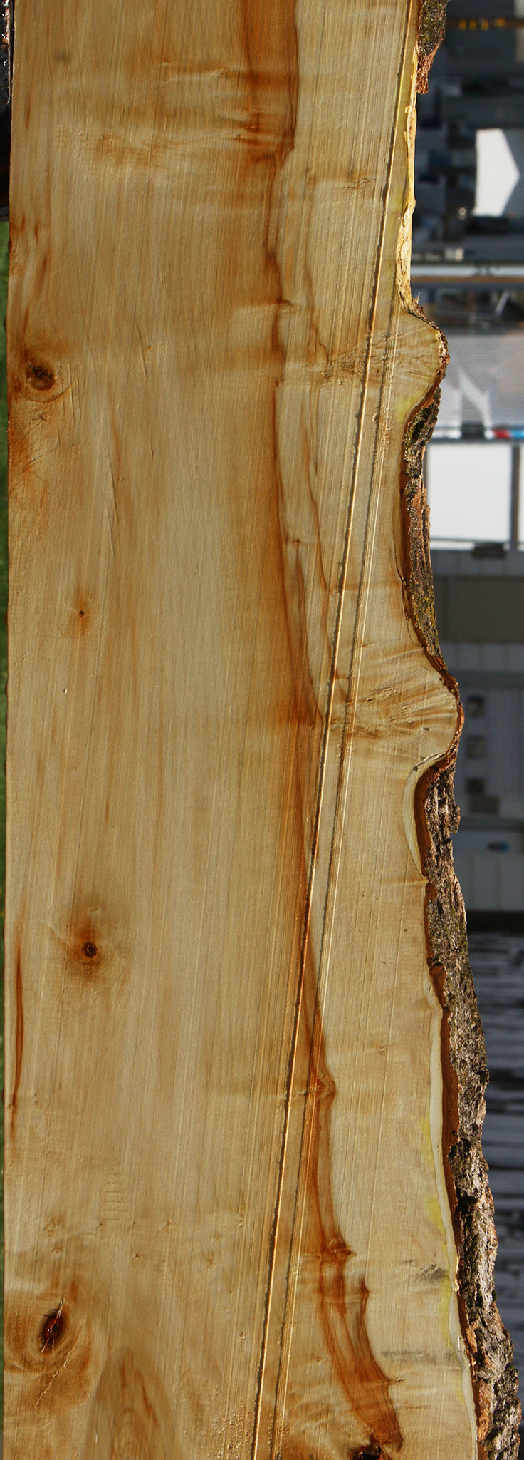 Box Elder Live Edge Slab (Free Shipping Excluded)