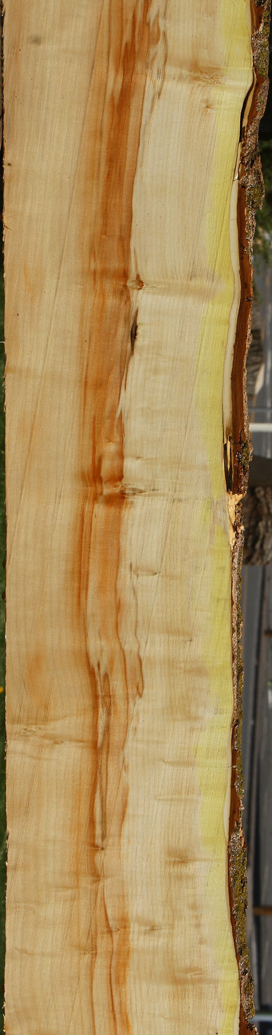 Figured Box Elder Live Edge Slab
