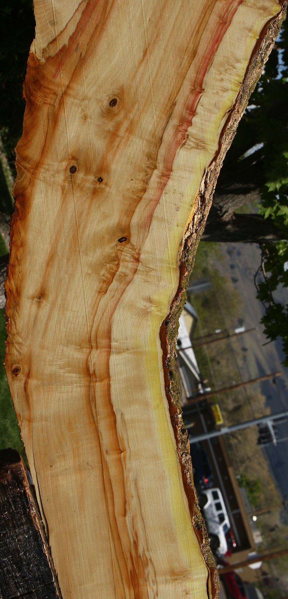 Figured Box Elder Live Edge Slab