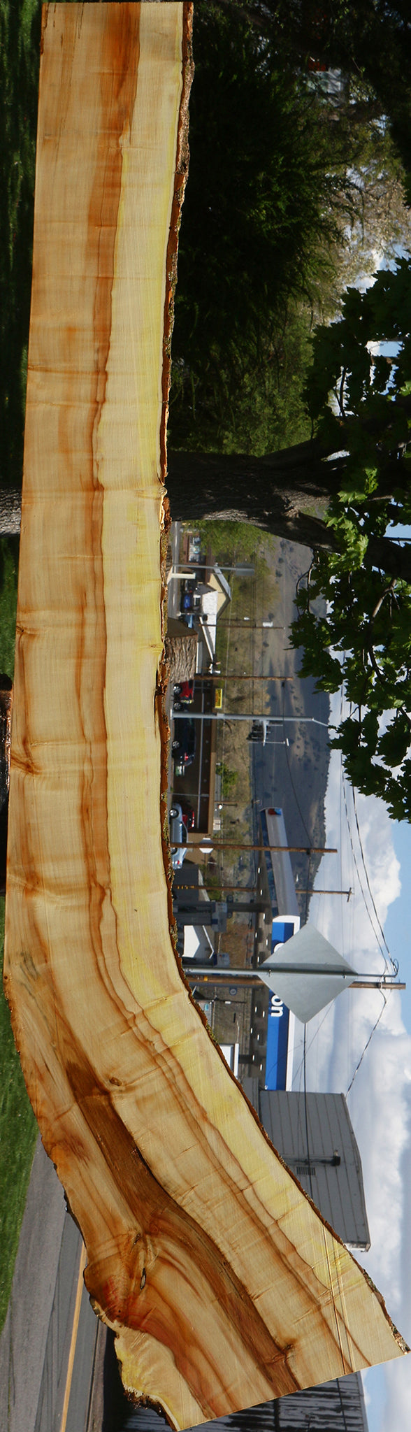Figured Box Elder Live Edge Slab
