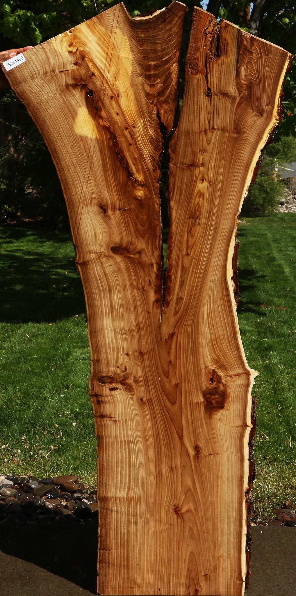 Rustic Elm Live Edge Slab