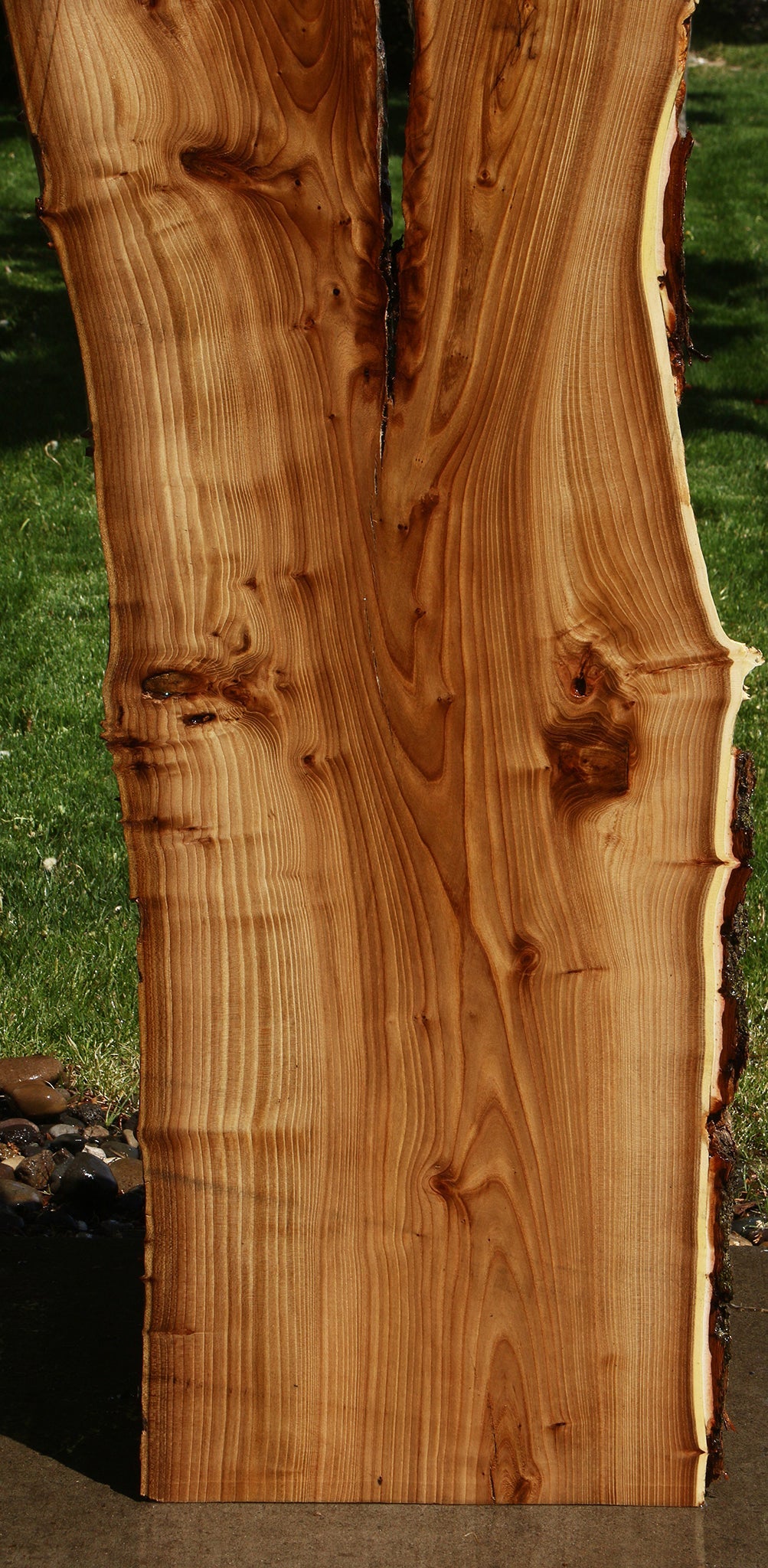 Rustic Elm Live Edge Slab