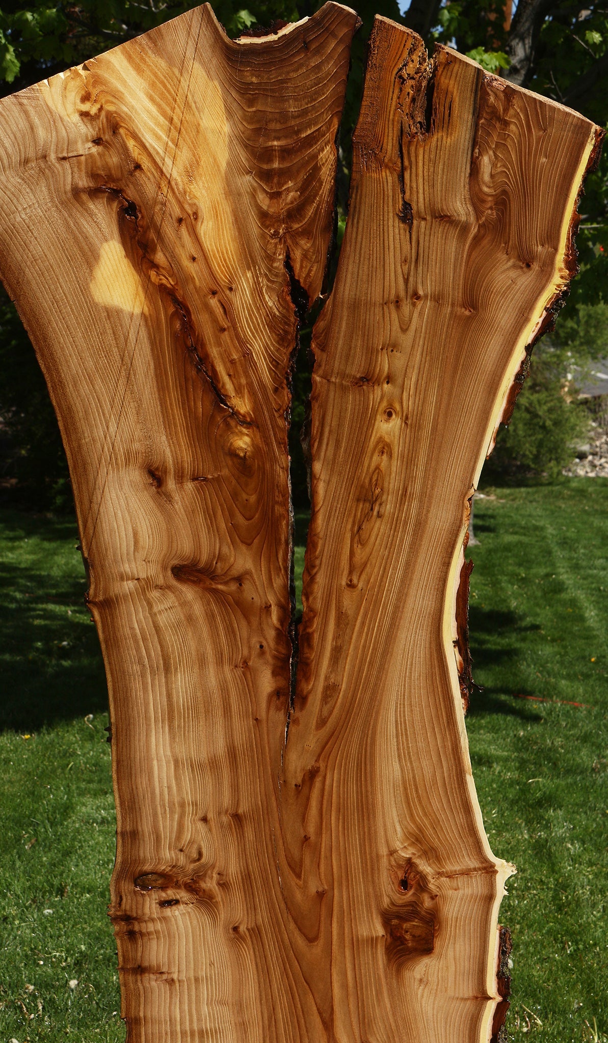 Rustic Elm Live Edge Slab