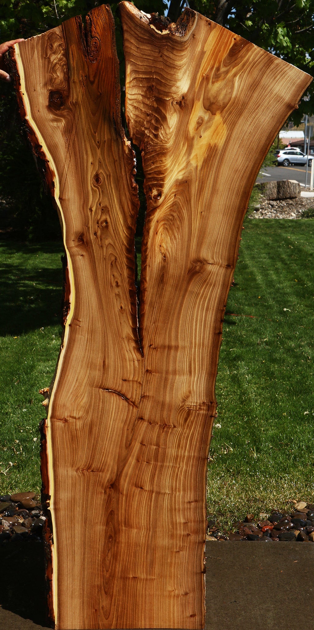 Rustic Elm Live Edge Slab