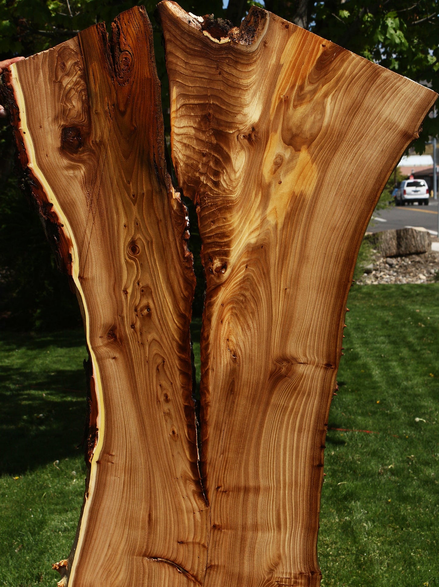 Rustic Elm Live Edge Slab