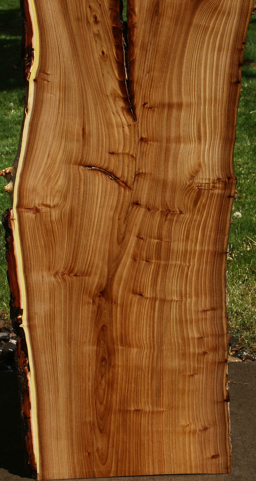 Rustic Elm Live Edge Slab