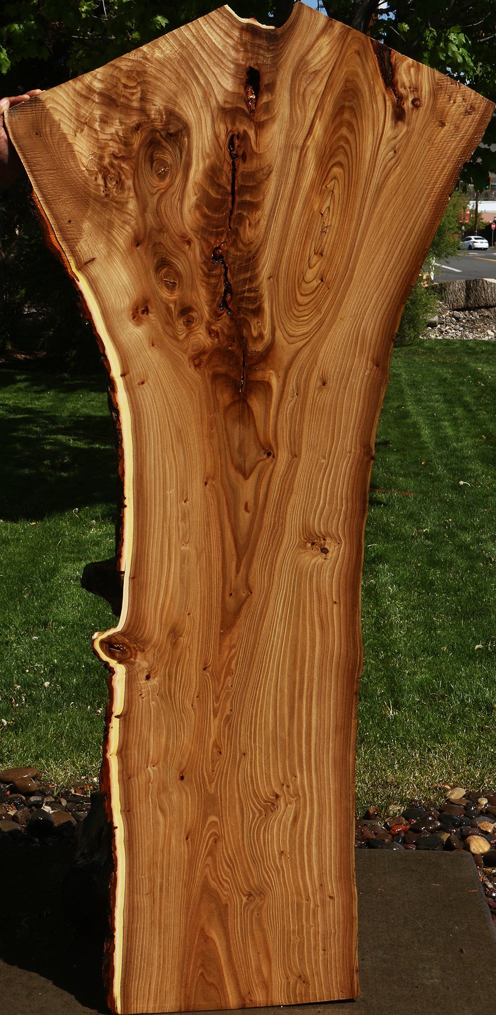 Rustic Elm Live Edge Slab