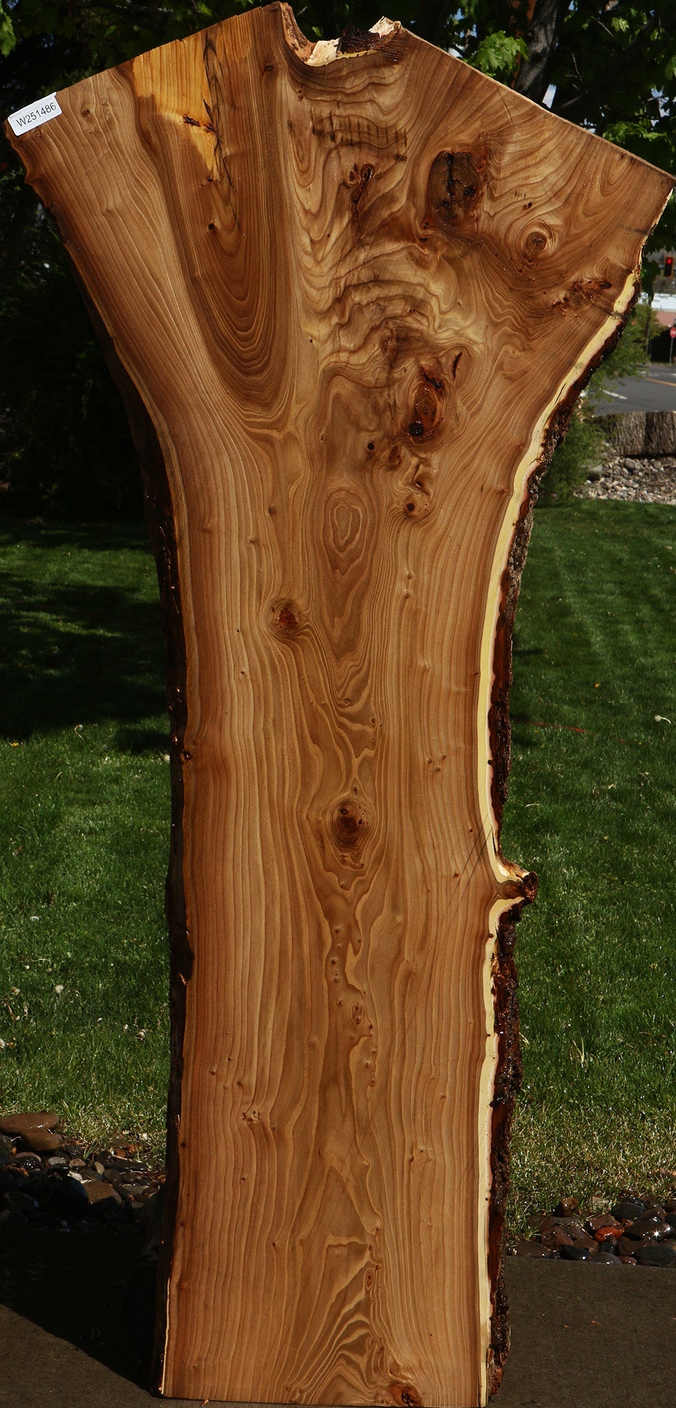 Rustic Elm Live Edge Slab