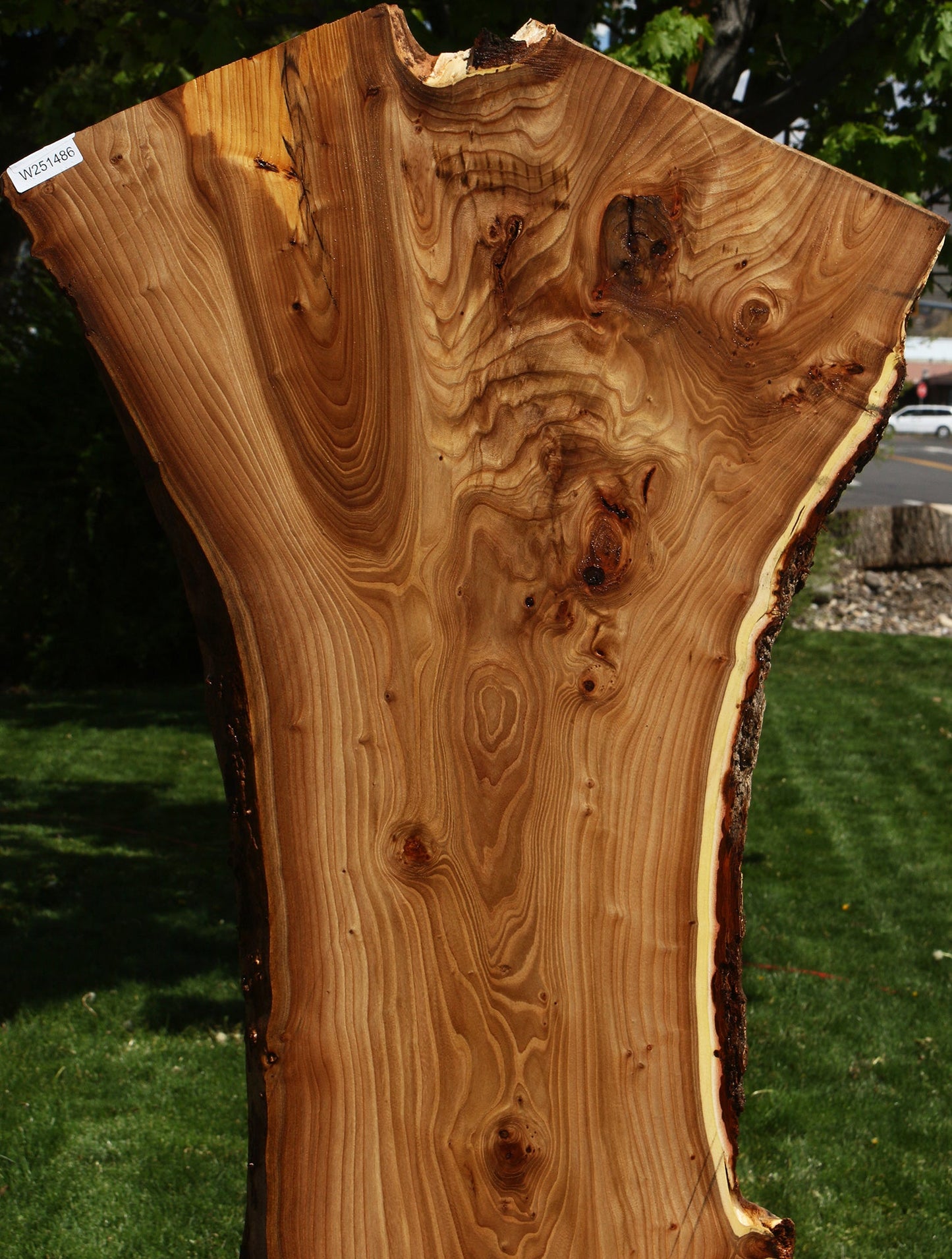 Rustic Elm Live Edge Slab
