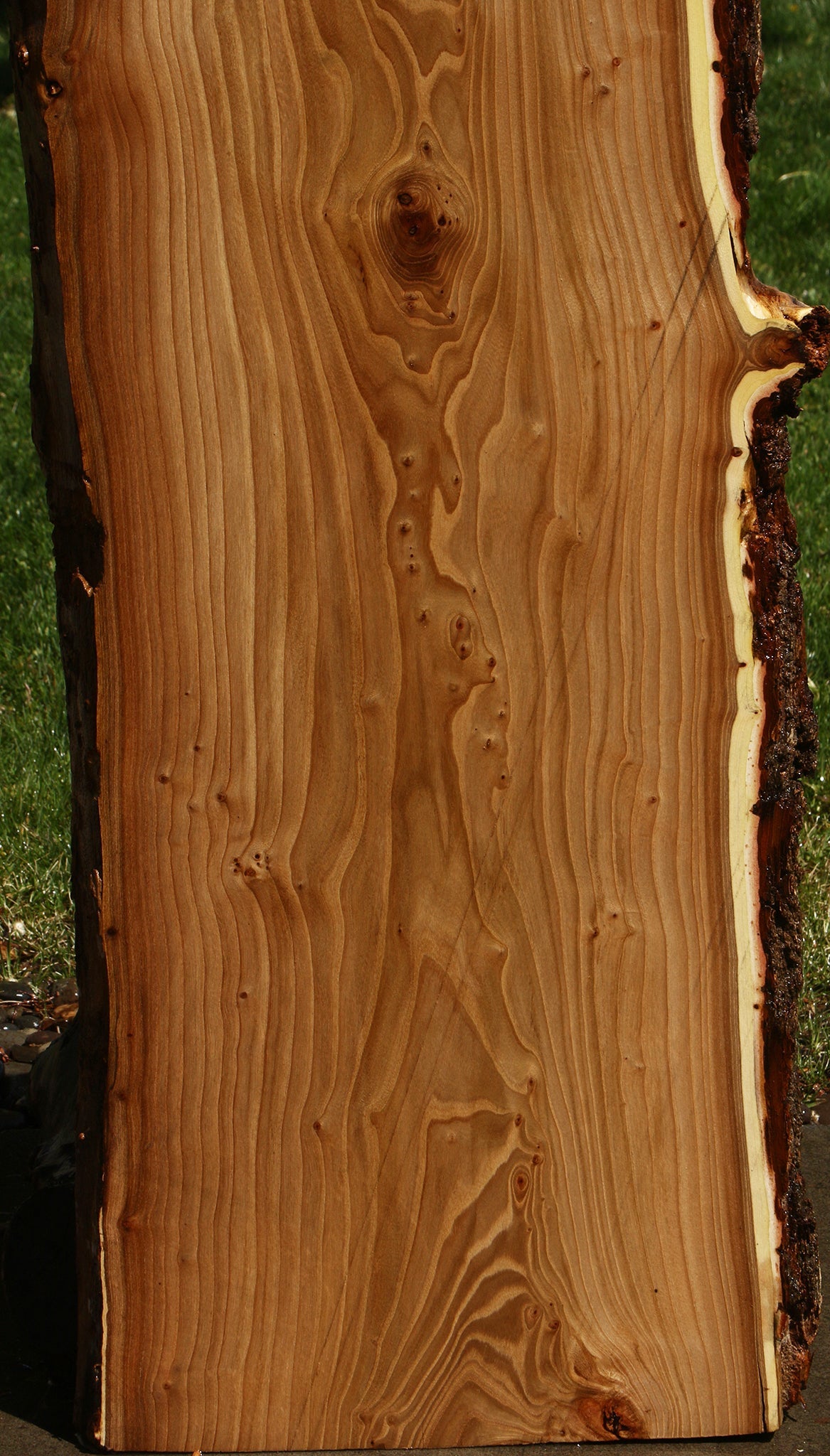 Rustic Elm Live Edge Slab