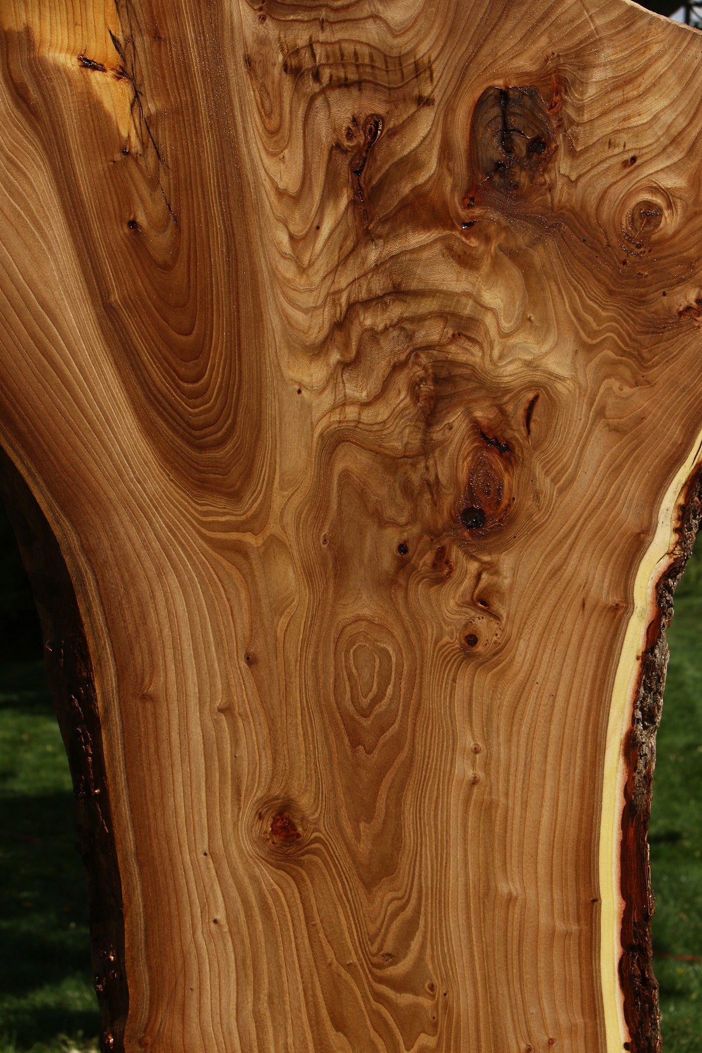 Rustic Elm Live Edge Slab