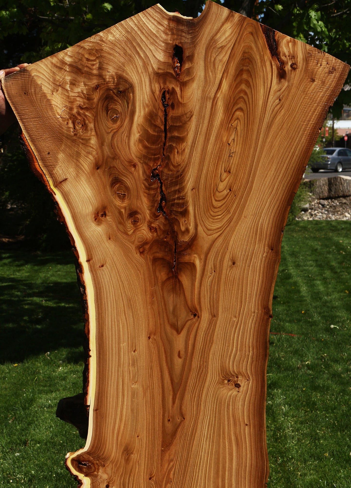 Rustic Elm Live Edge Slab