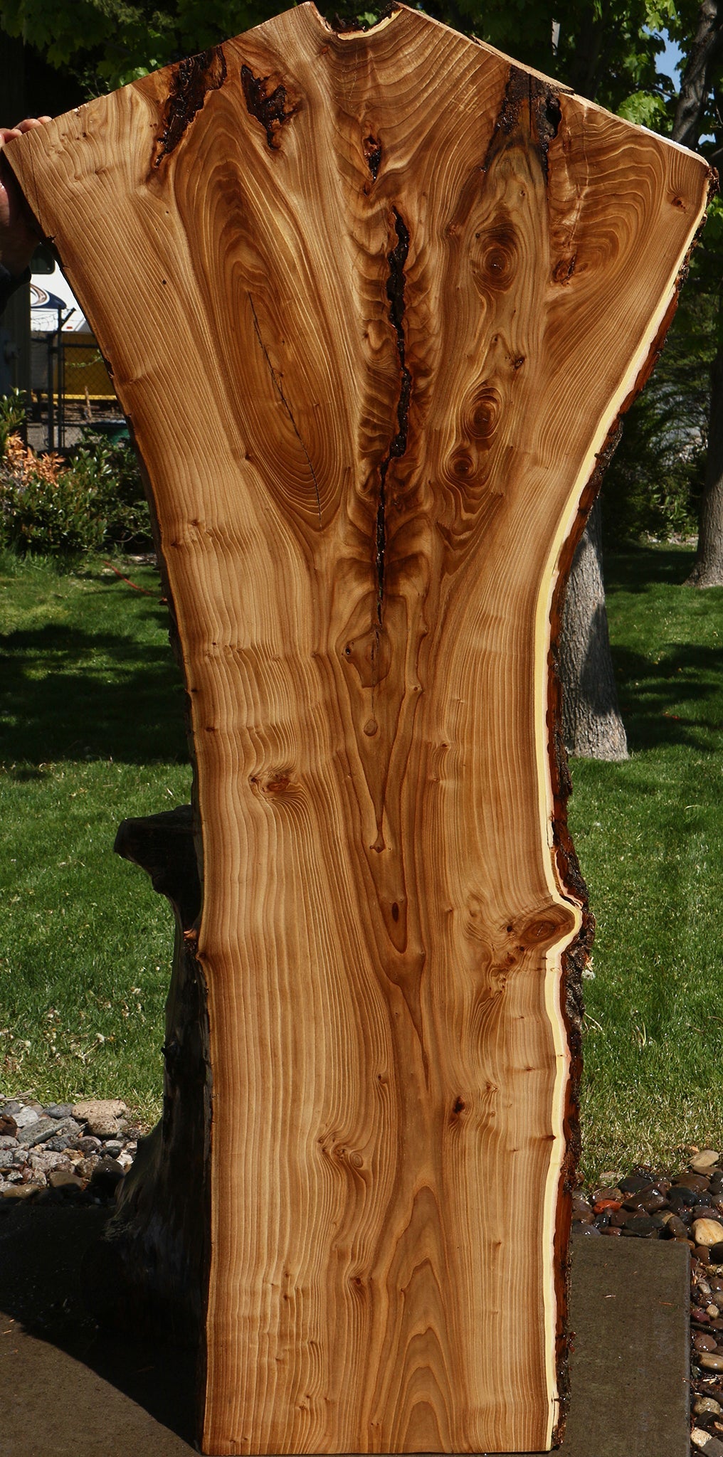 Rustic Elm Live Edge Slab