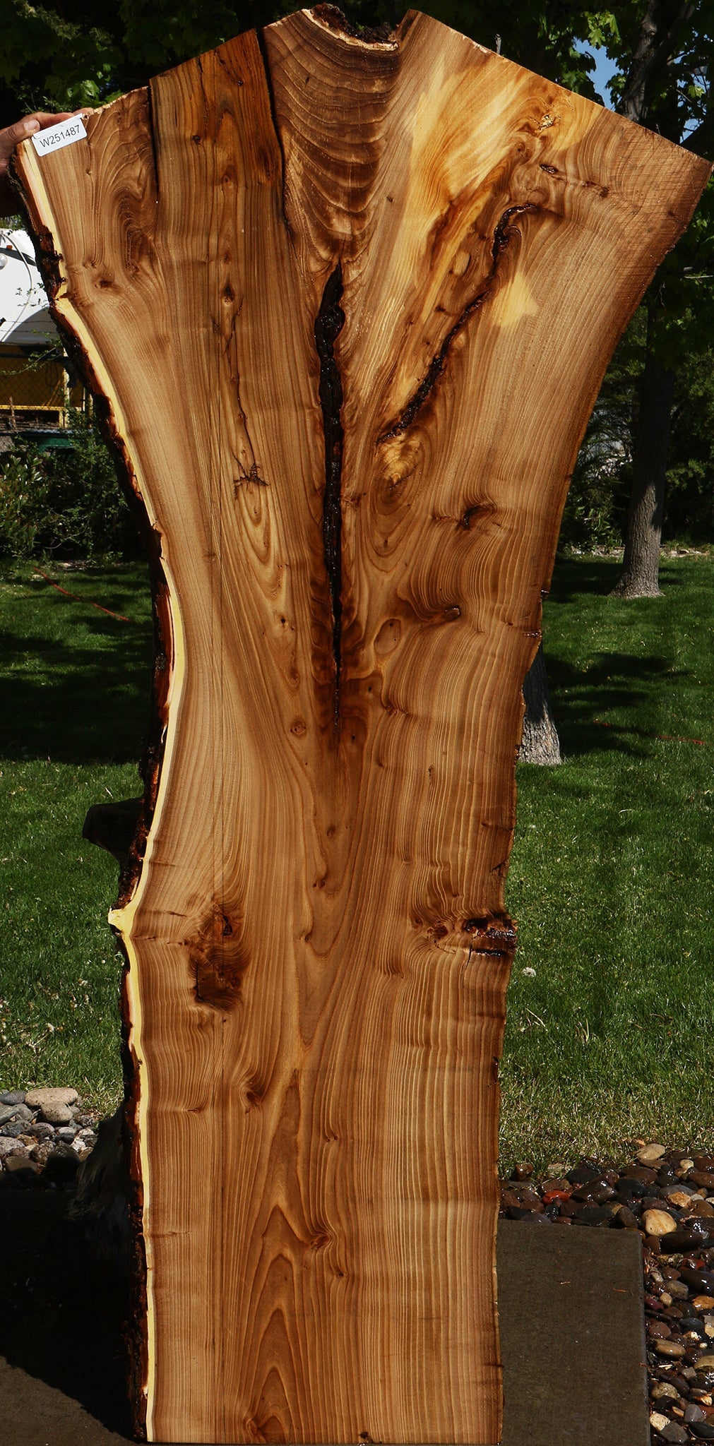 Rustic Elm Live Edge Slab