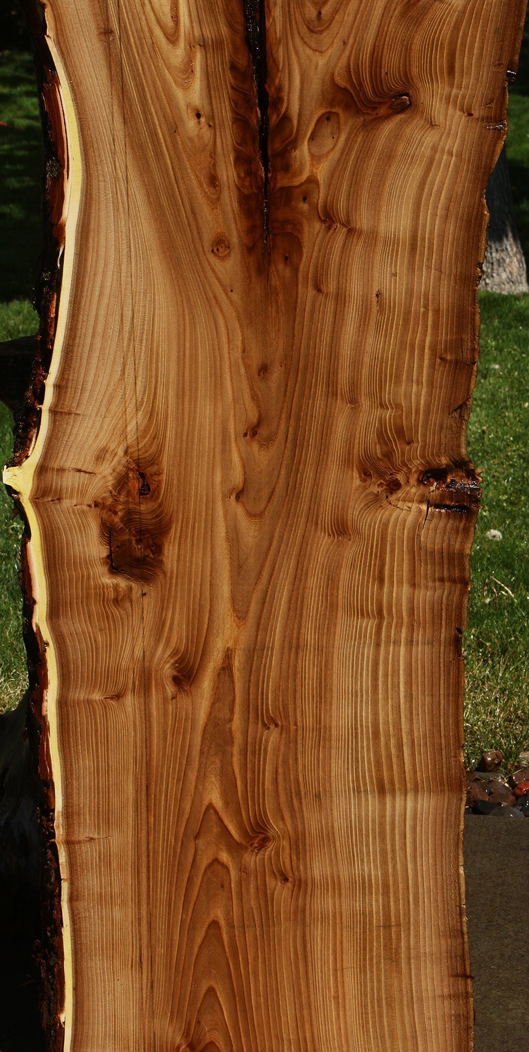 Rustic Elm Live Edge Slab