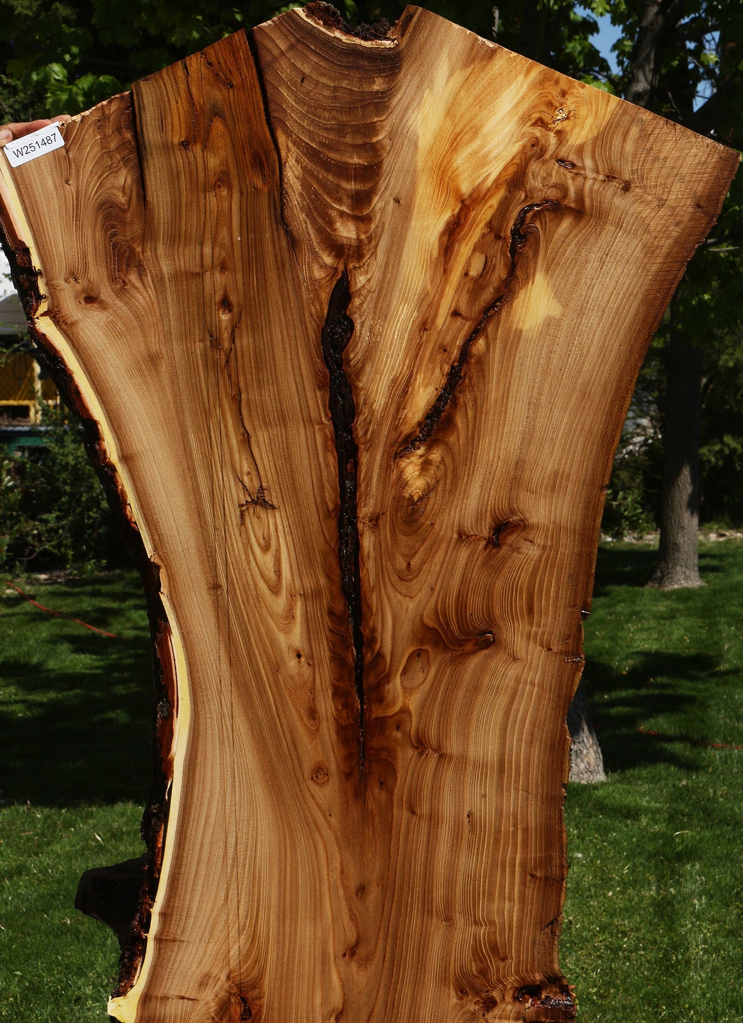 Rustic Elm Live Edge Slab