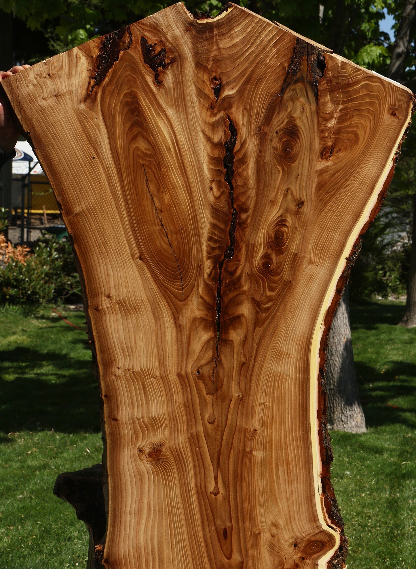 Rustic Elm Live Edge Slab