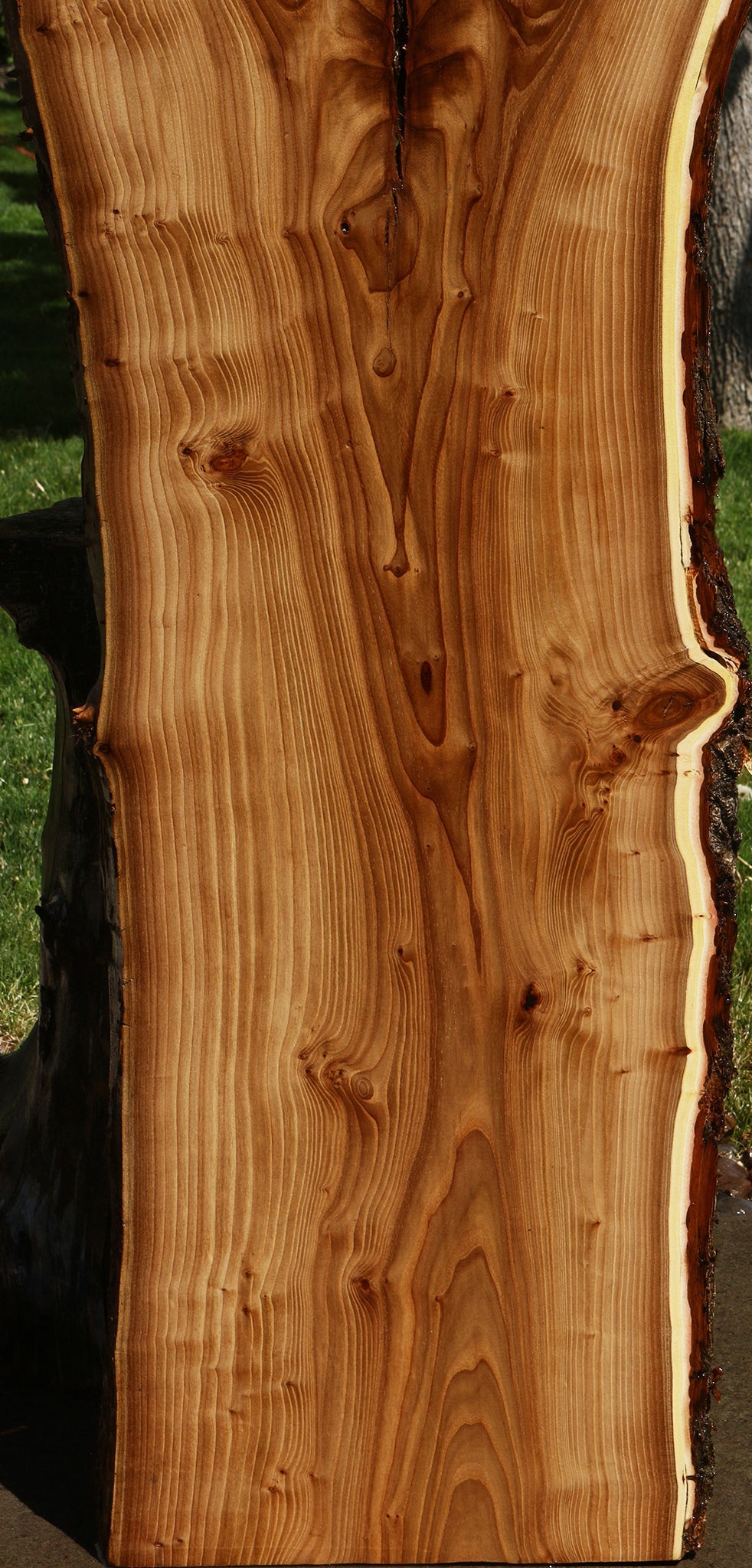 Rustic Elm Live Edge Slab