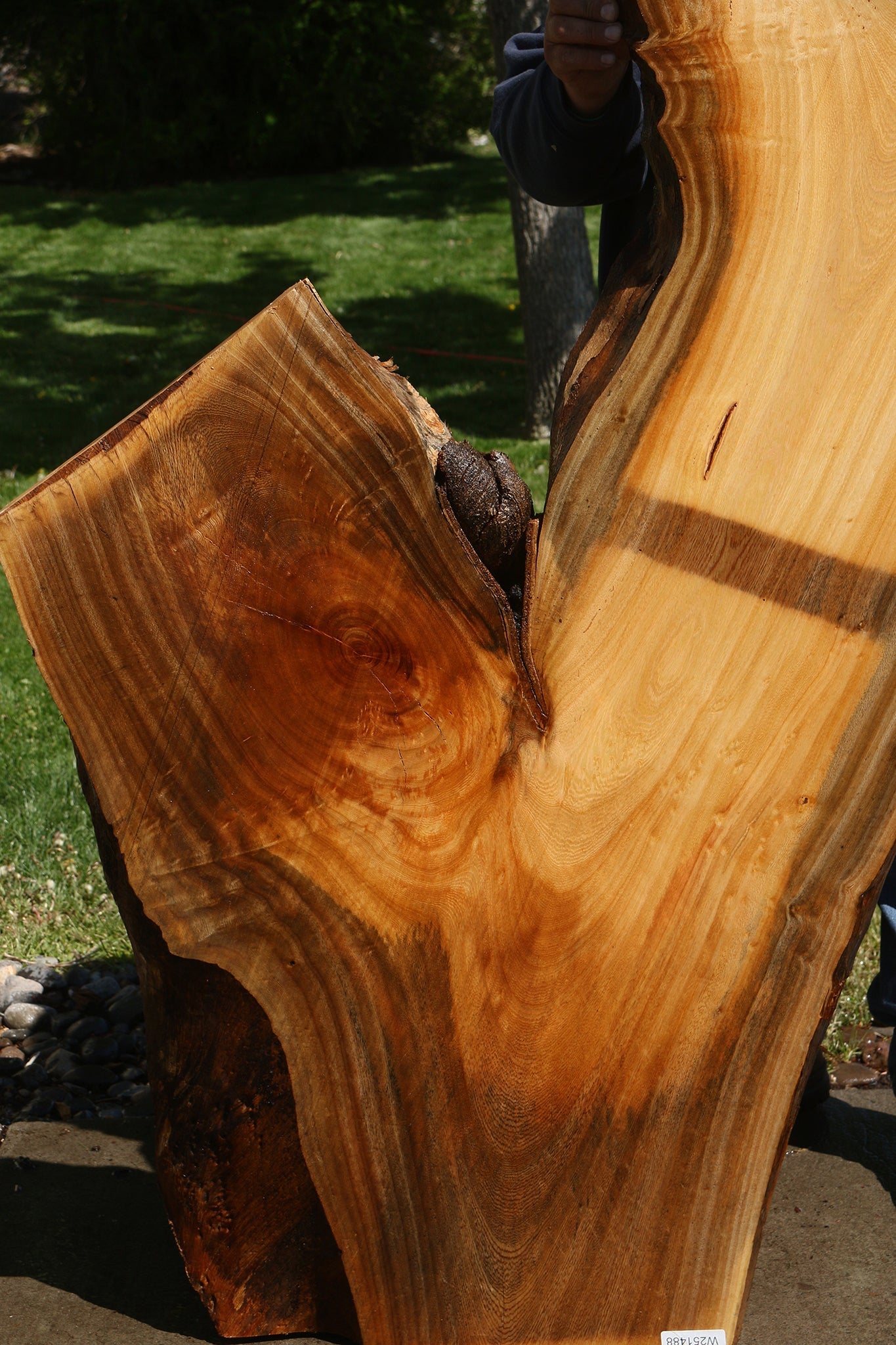Hackberry Live Edge Slab
