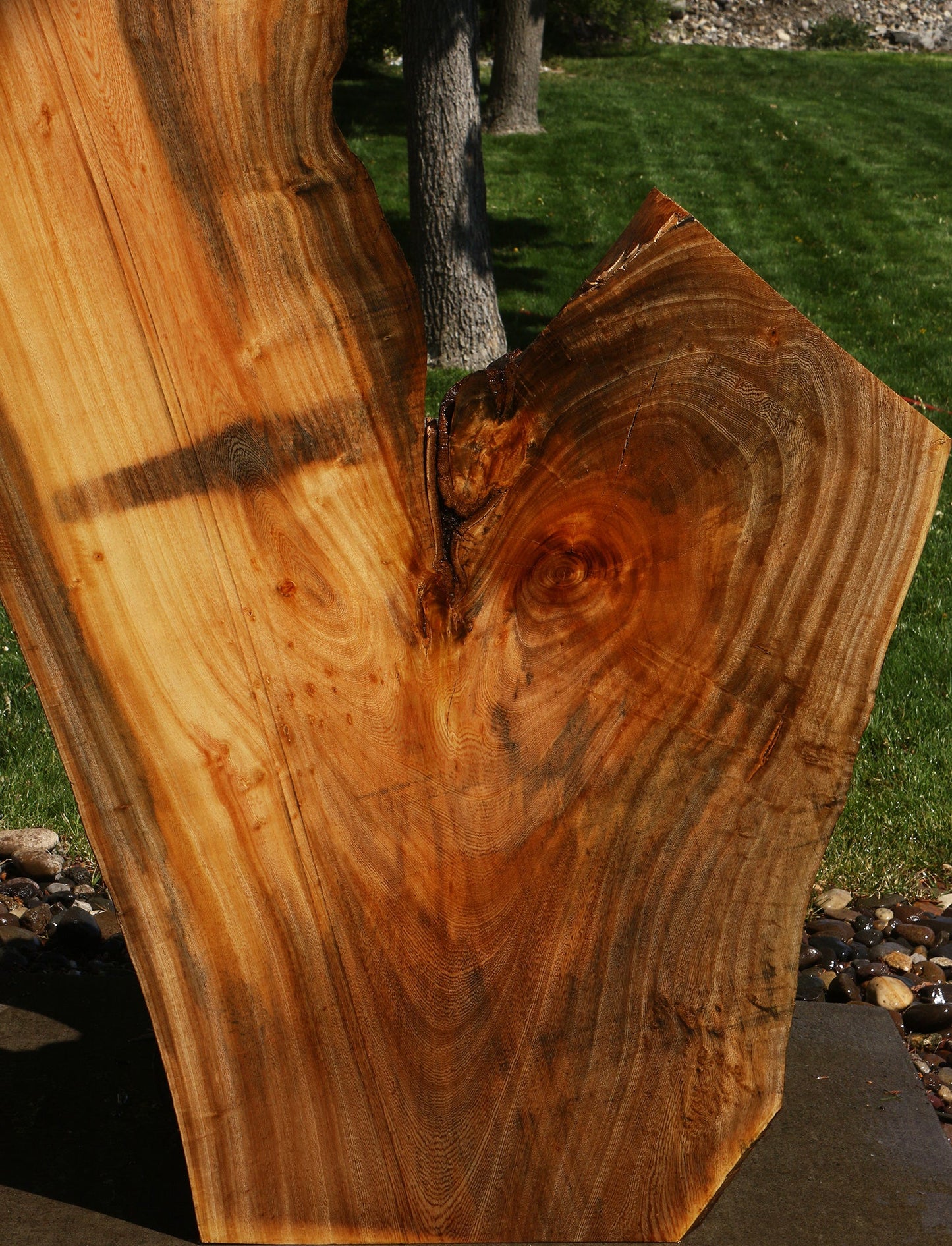 Hackberry Live Edge Slab