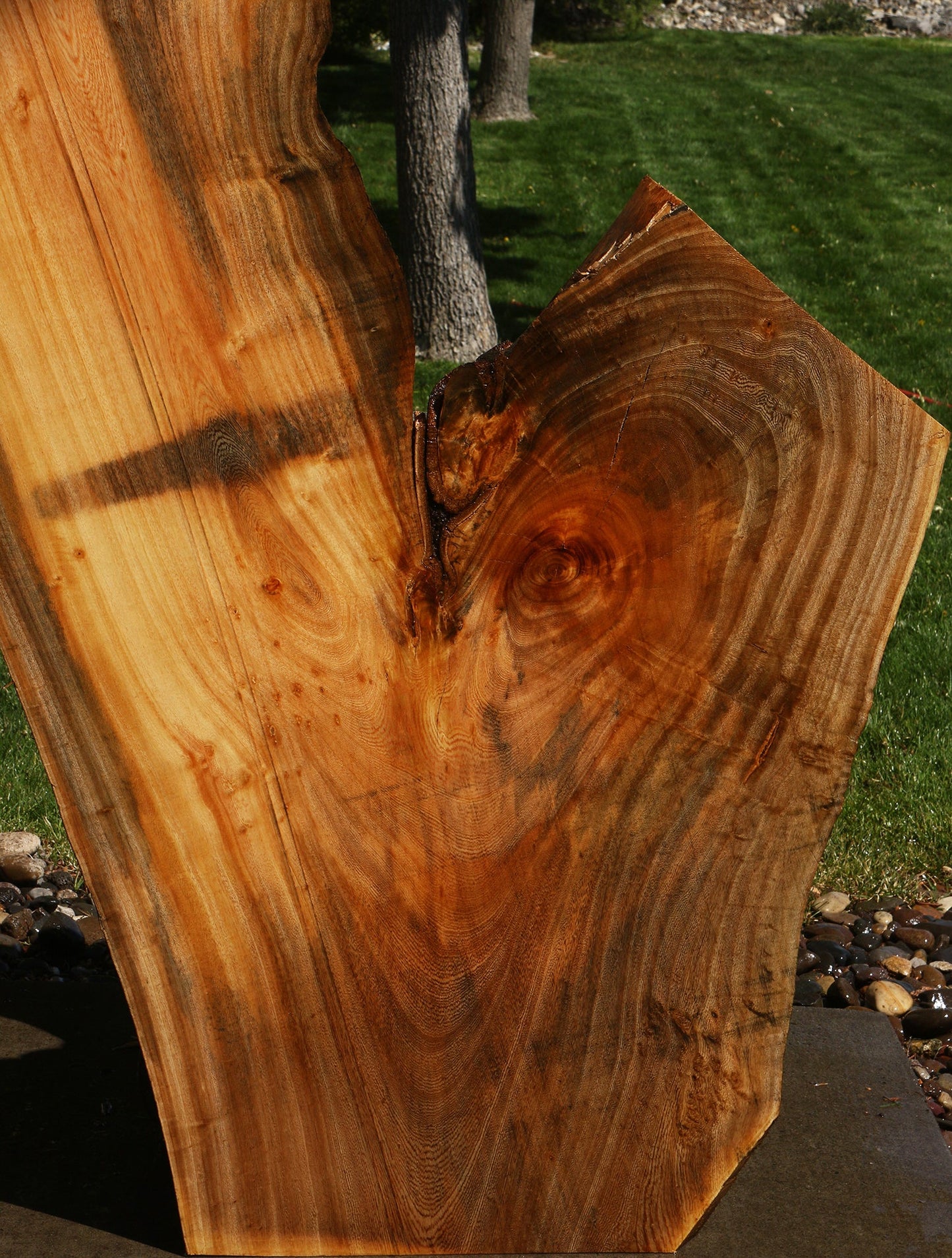 Hackberry Live Edge Slab