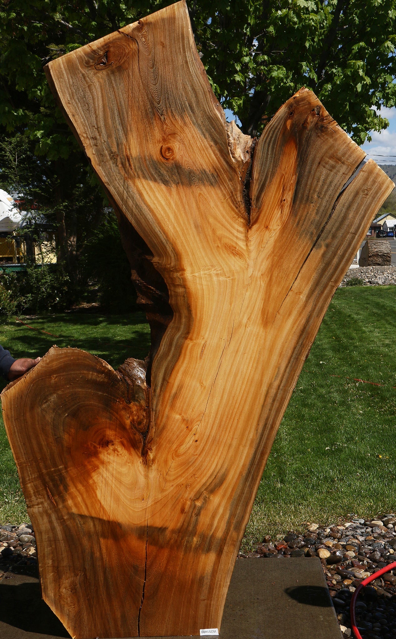 Hackberry Live Edge Slab