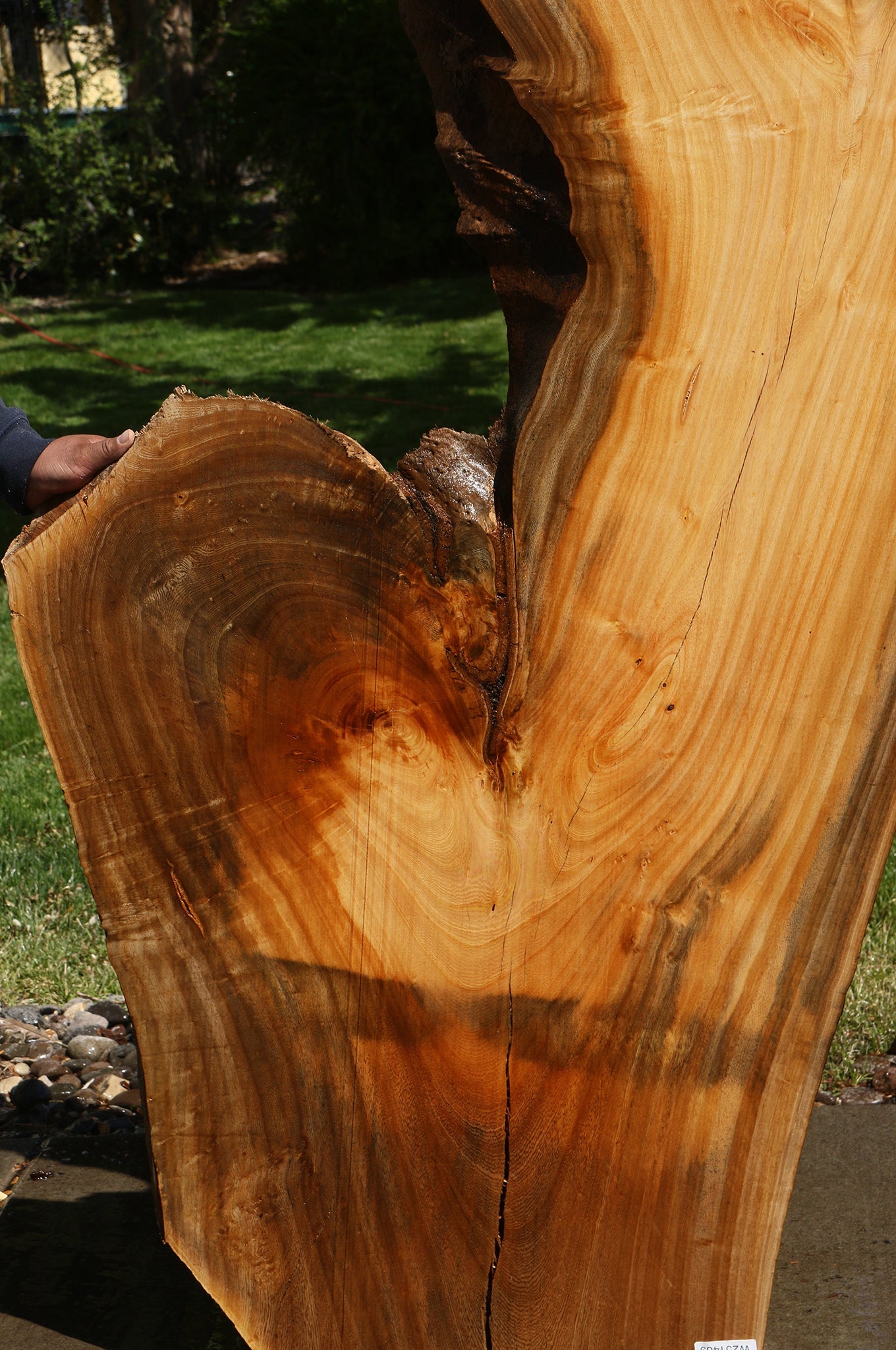 Hackberry Live Edge Slab