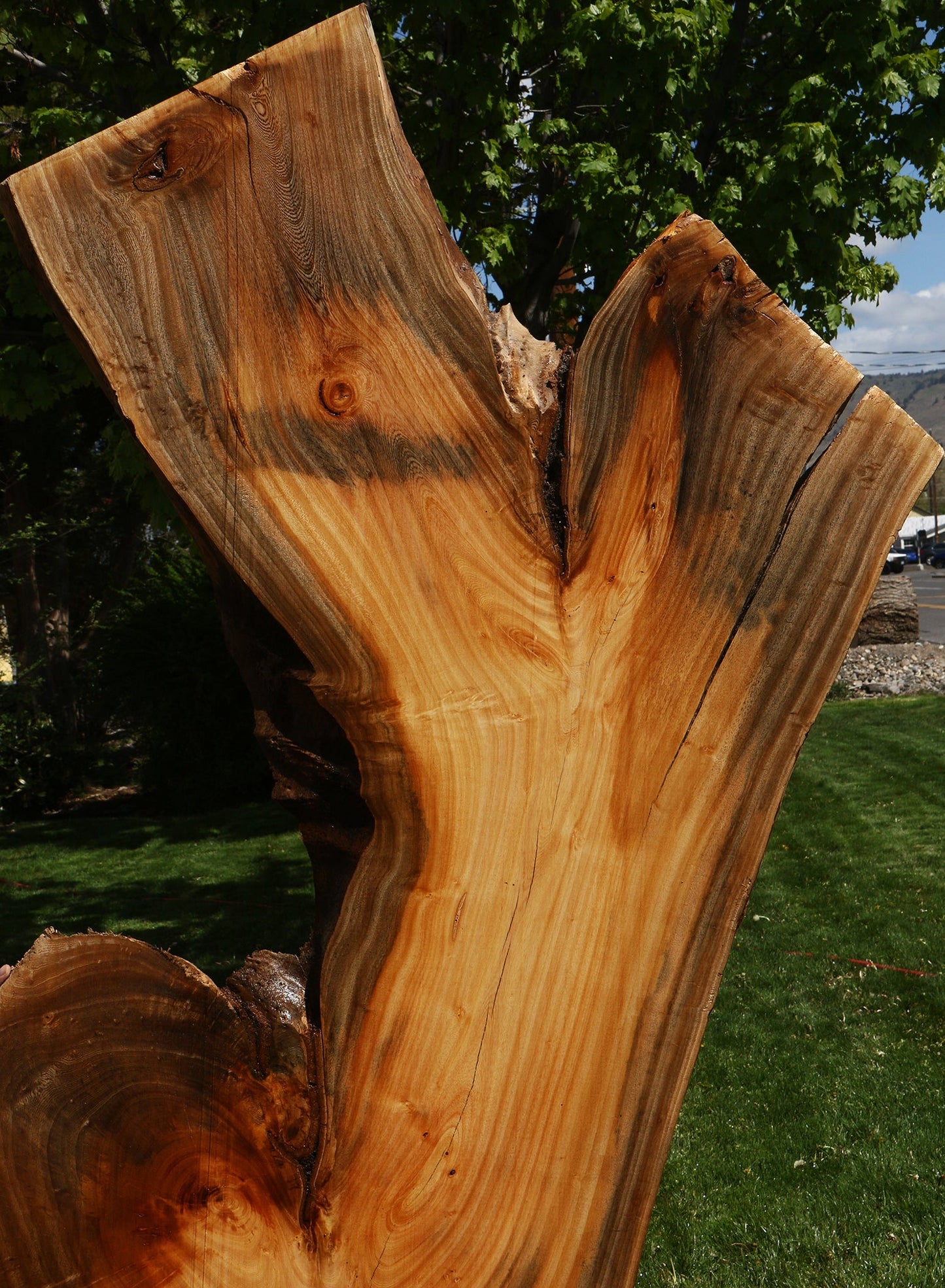 Hackberry Live Edge Slab
