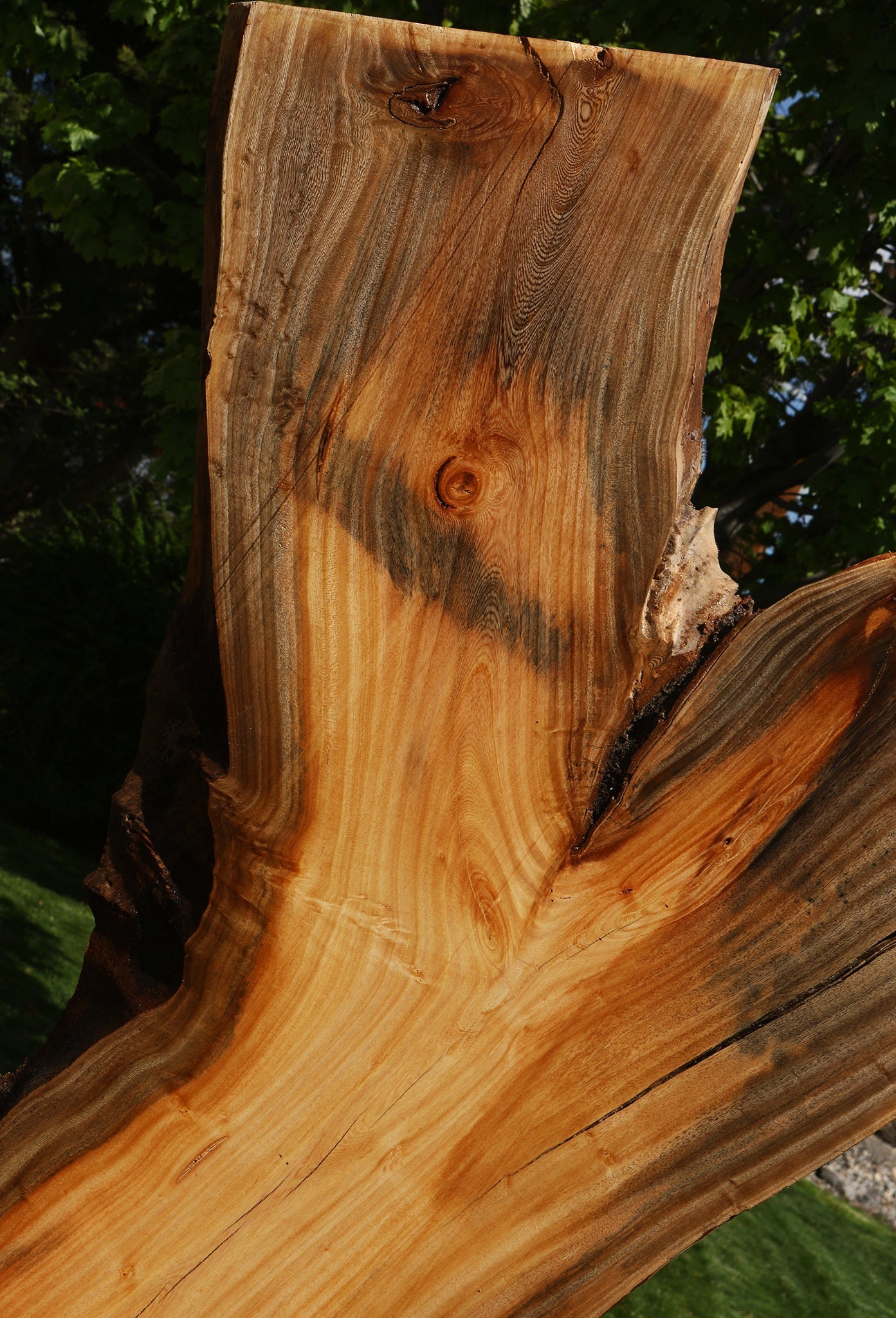 Hackberry Live Edge Slab