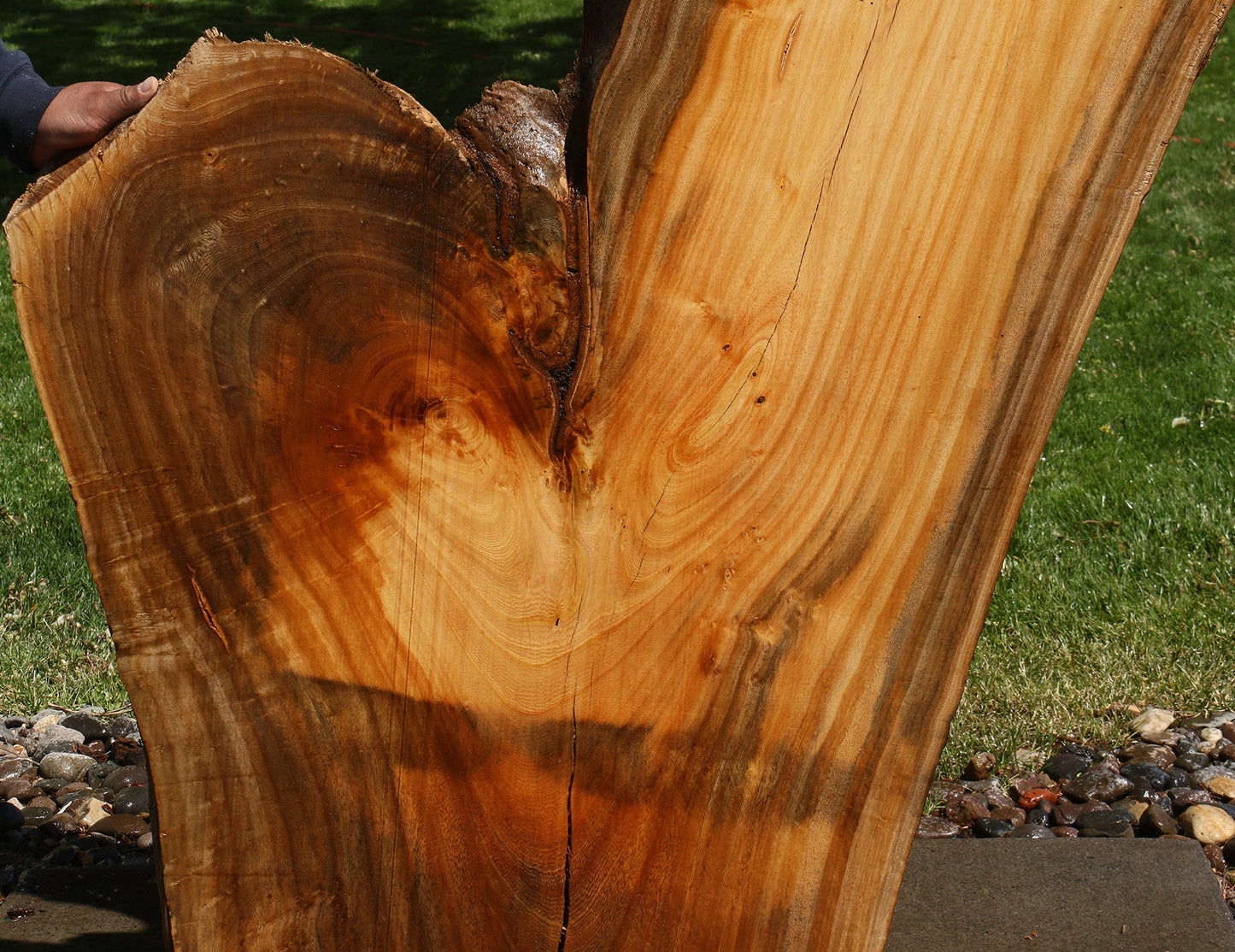 Hackberry Live Edge Slab