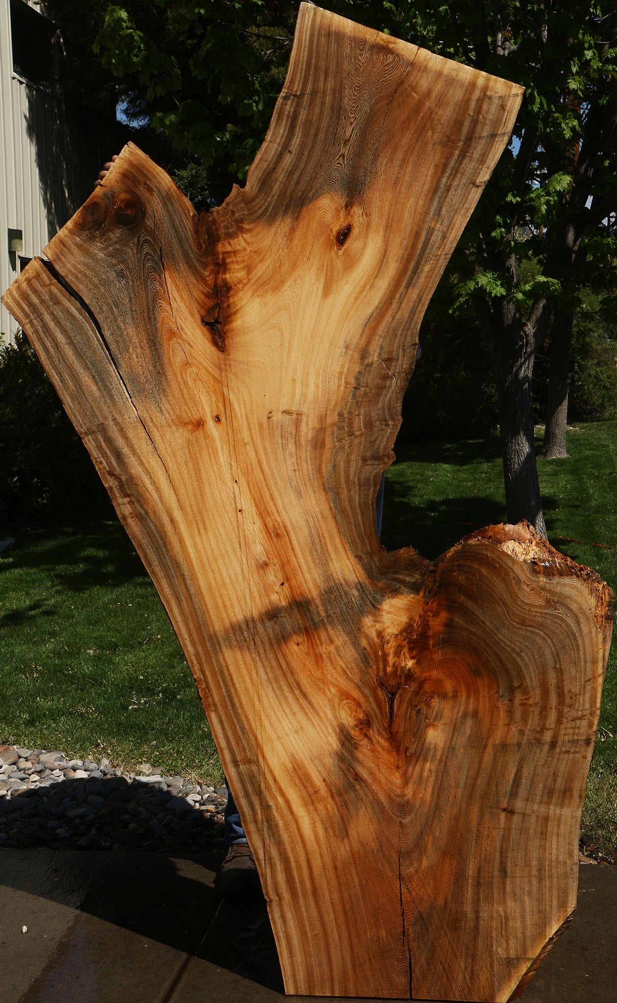 Hackberry Live Edge Slab