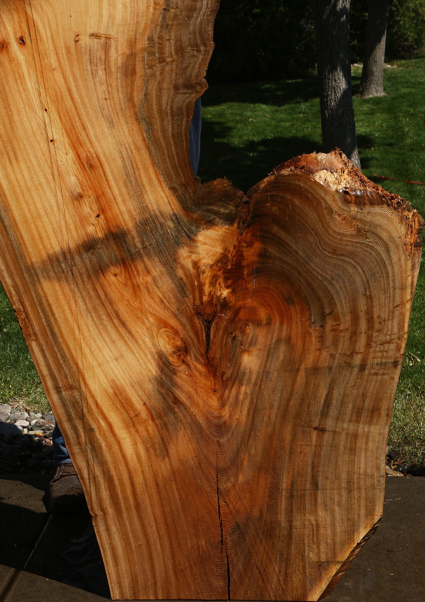 Hackberry Live Edge Slab