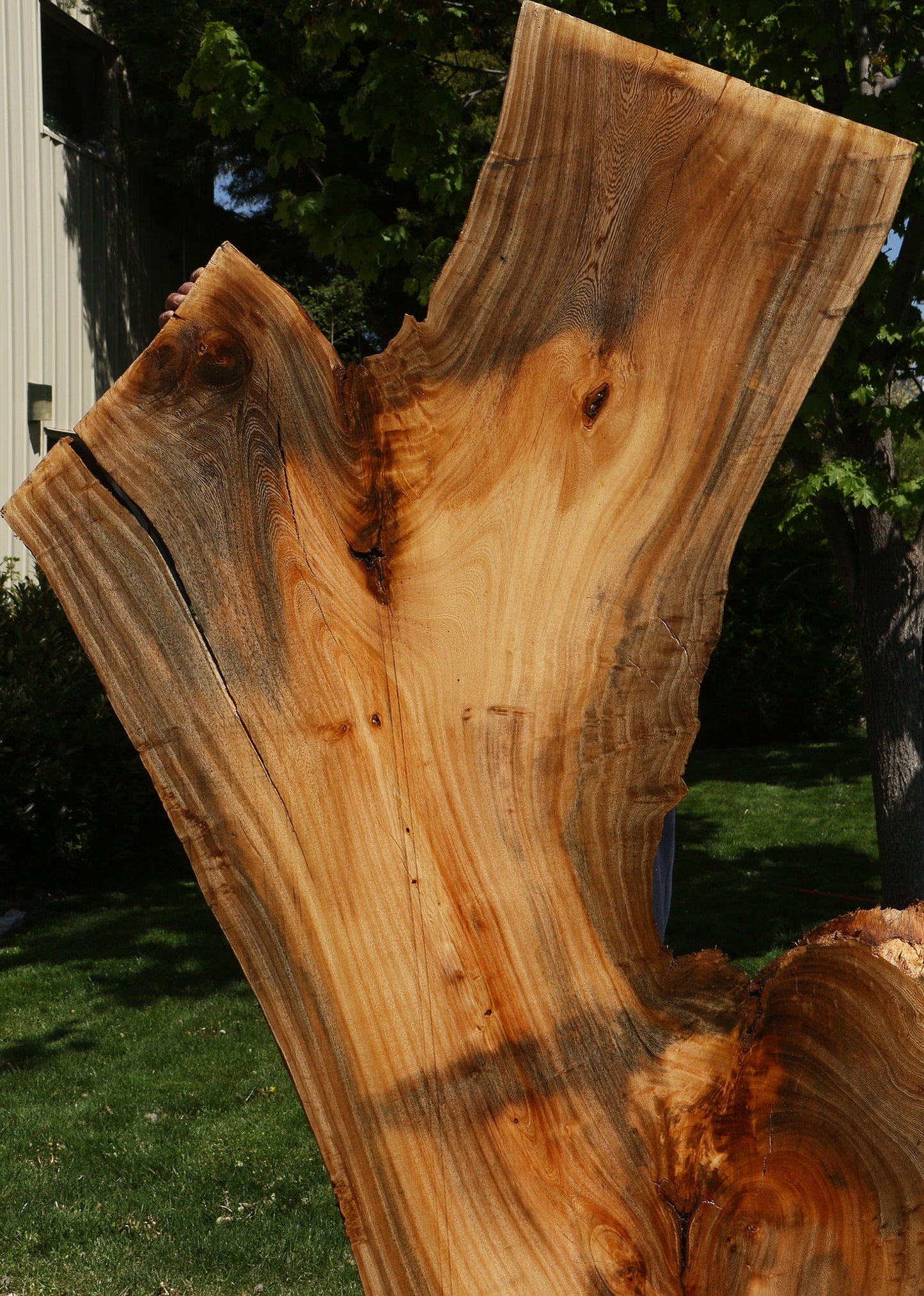 Hackberry Live Edge Slab